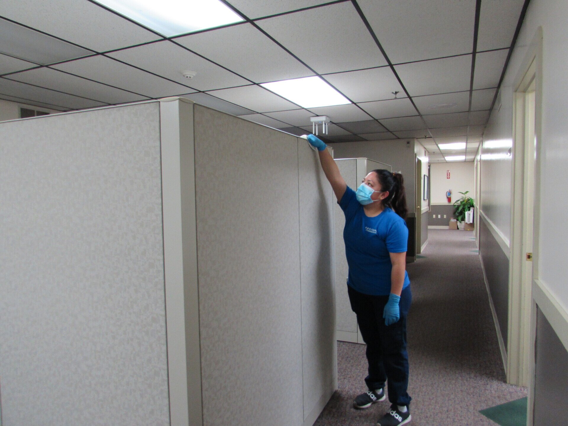 Office cleaning: Woman in mask cleans cubicle wall with blue gloves.
